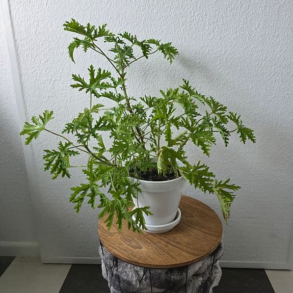 Krukväxt: Dr. Westerlund -Pelargonium graveolens