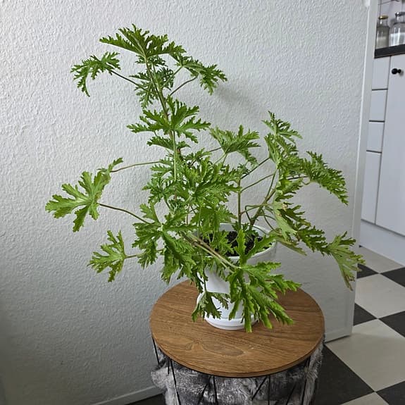 Krukväxt: Dr. Westerlund -Pelargonium graveolens