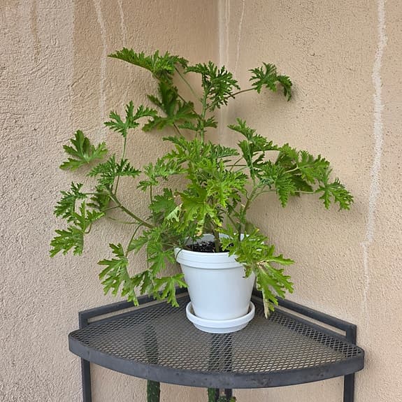 Krukväxt: Dr. Westerlund -Pelargonium graveolens