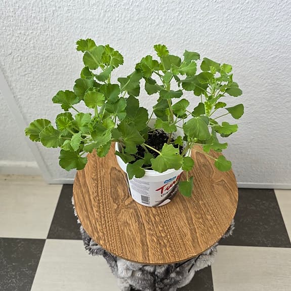 Krukväxt: Dr. Westerlund -Pelargonium Torento