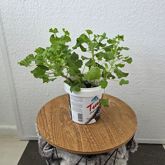 Krukväxt: Dr. Westerlund -Pelargonium Torento