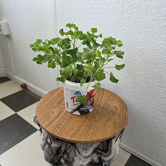 Krukväxt: Dr. Westerlund -Pelargonium Torento