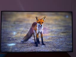 Philips 65" signage 4k
