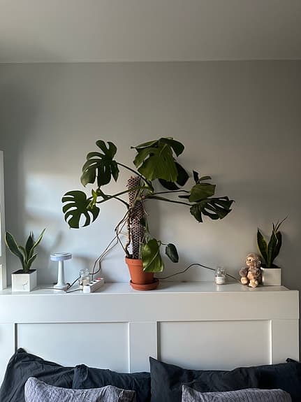 Monstera deliciosa
