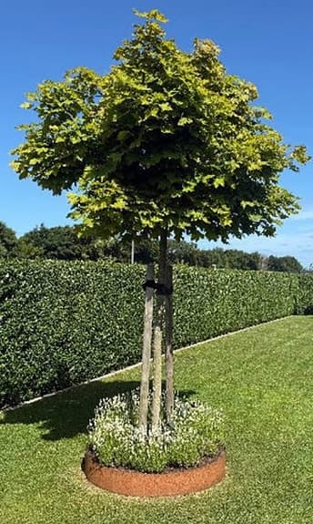 Trädring planteringslåda corten