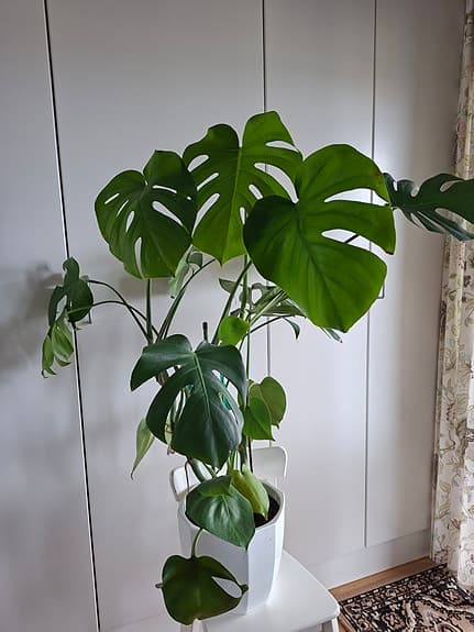 Monstera deliciosa krukväxt