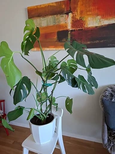 Monstera deliciosa krukväxt