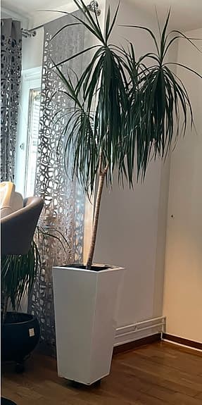 Krukväxt i vit fyrkantig kruka (IKEA DRACAENA MARGINATA, 1 stamm) ca 2m hög