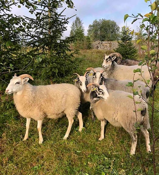 Lammskinn gutefår skinn pläd fäll matta