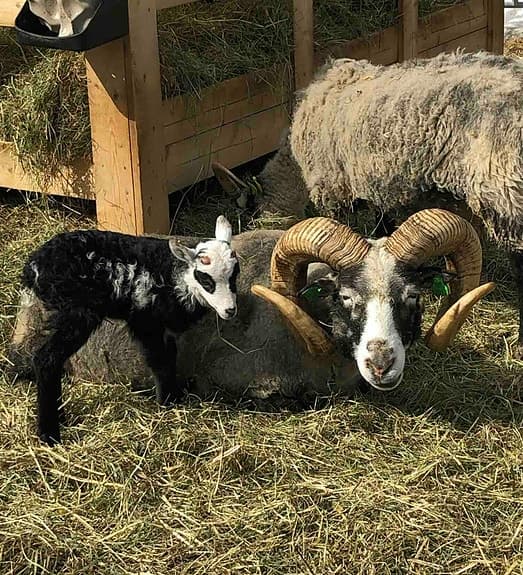 Lammskinn gutefår skinn pläd fäll matta