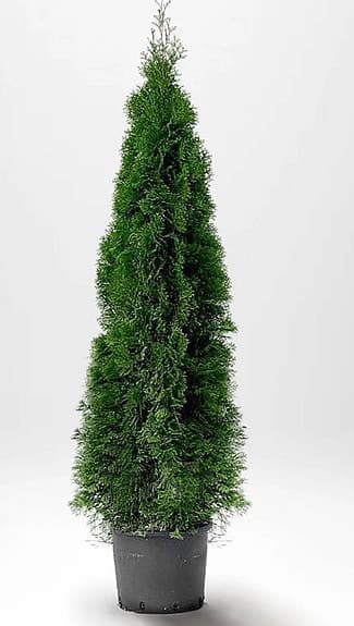 Thuja Brabant & Thuja Smaragd!
