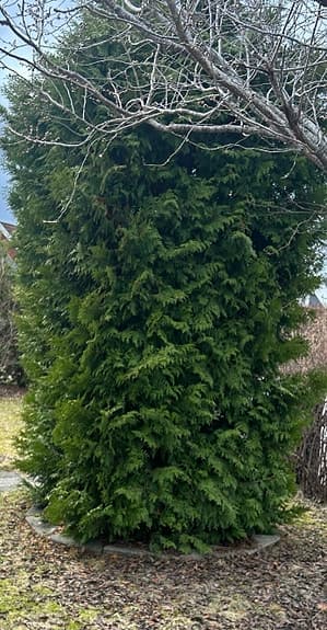 Thuja träd grönt 4 meter högt bredd ca 1.80 klippt som en fyrkant