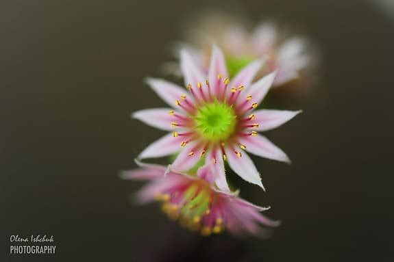 AF-S MICRO NIKKOR 105 mm 1:2.8 G ED N VR