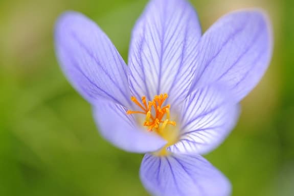 AF-S MICRO NIKKOR 105 mm 1:2.8 G ED N VR