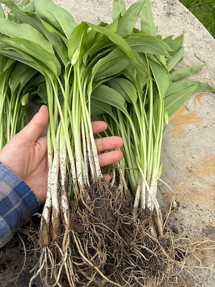 Ramslök lökar ca 50 styck