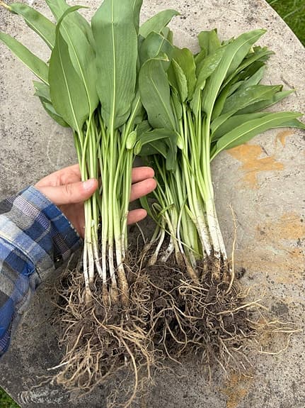 Ramslök lökar ca 50 styck