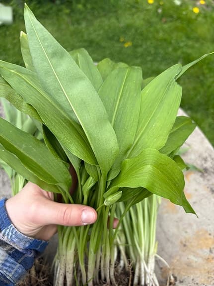 Ramslök lökar ca 50 styck