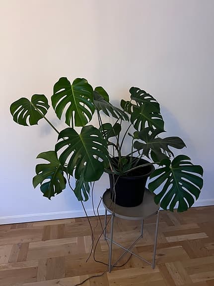 Monstera deliciosa krukväxt grön