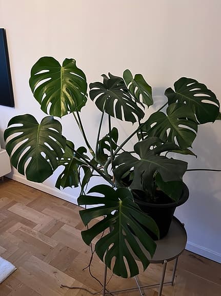 Monstera deliciosa krukväxt grön