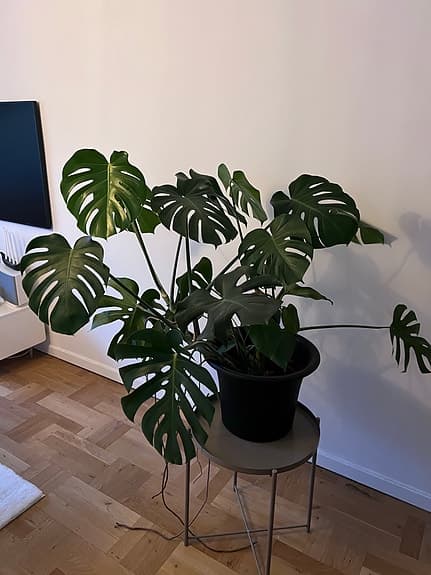 Monstera deliciosa krukväxt grön