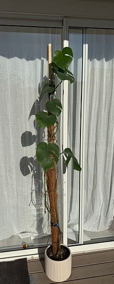 Krukväxt monstera variegata