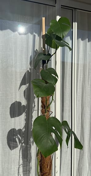 Krukväxt monstera variegata