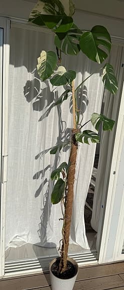 Monstera variegata klätterväxt grönvit