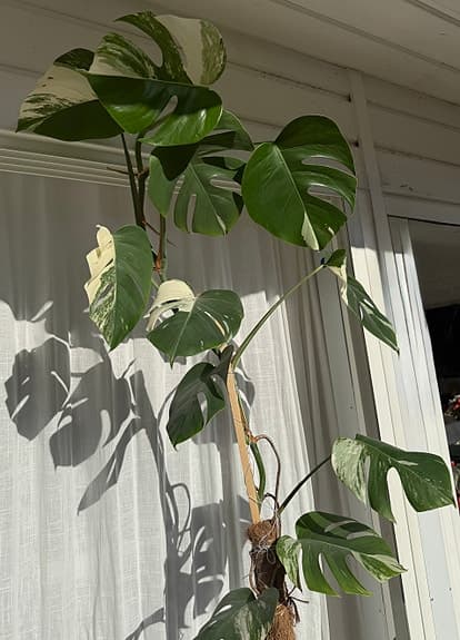 Monstera variegata klätterväxt grönvit