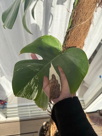 Monstera variegata klätterväxt grönvit