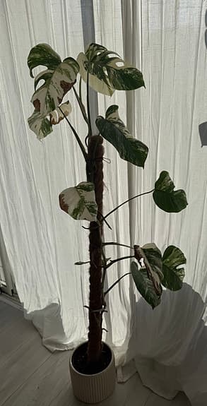 Monstera variegata krukväxt grön vit