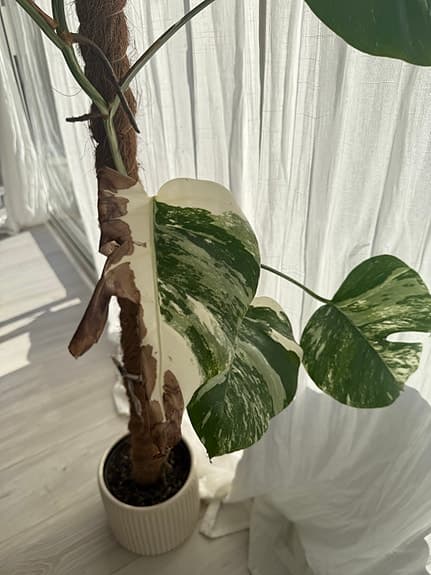 Monstera variegata krukväxt grön vit