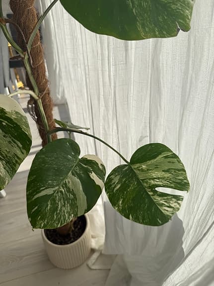 Monstera variegata krukväxt grön vit