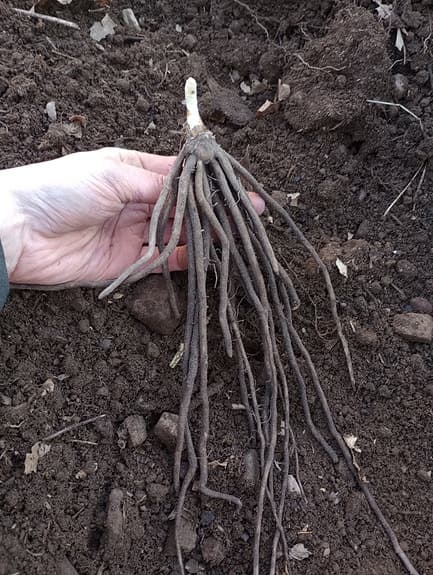 10 st lila sparrisplantor