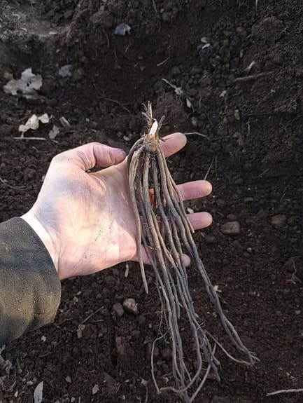 10 st gröna sparrisplantor