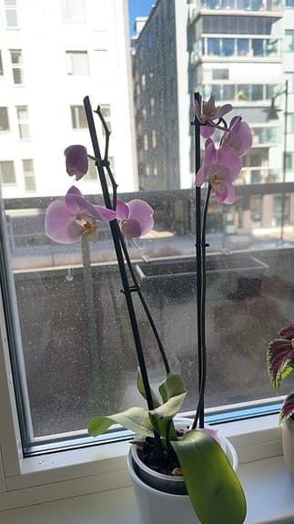 Grönväxter alla för 190kr