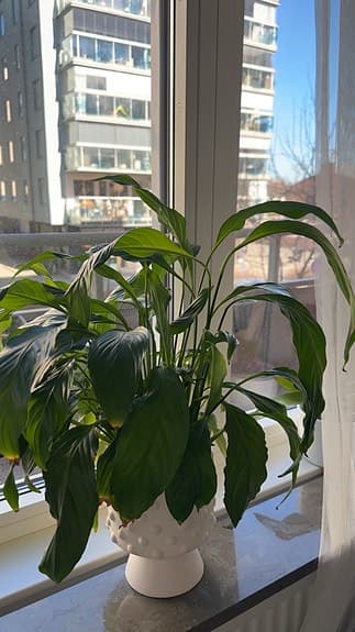 Grönväxter alla för 190kr