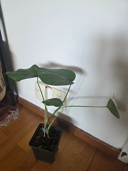 Monstera variegata