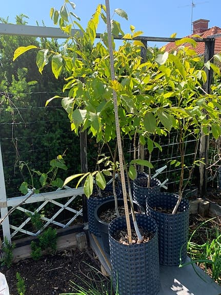 Värdefulla fruktträd och sällsynta träd