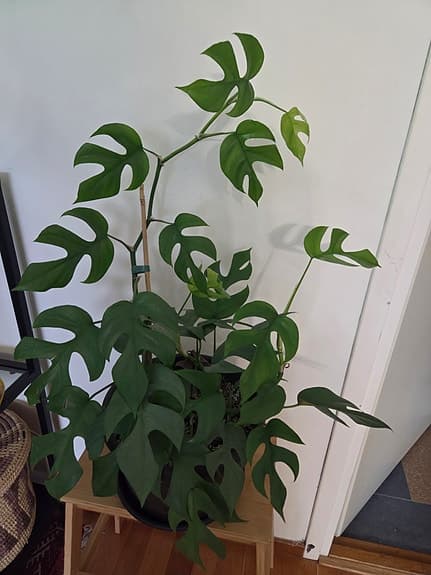 Monstera fingerranka  ä(Rhaphidophora tetrasperma),