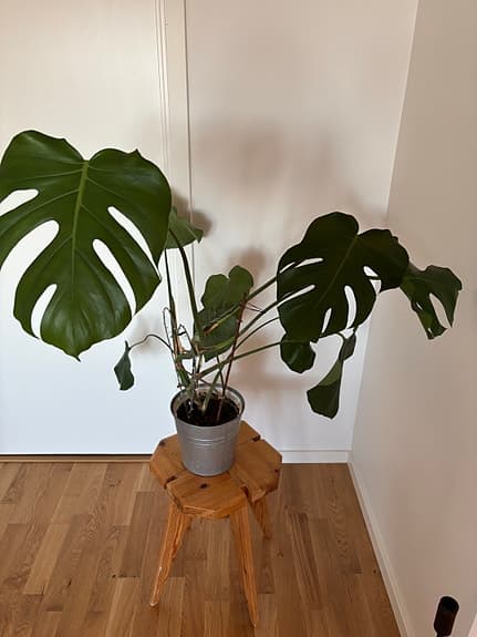 Monstera deliciosa krukväxt grön