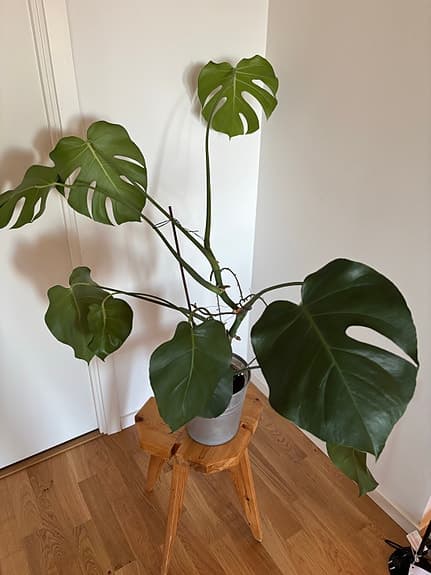 Monstera deliciosa krukväxt grön