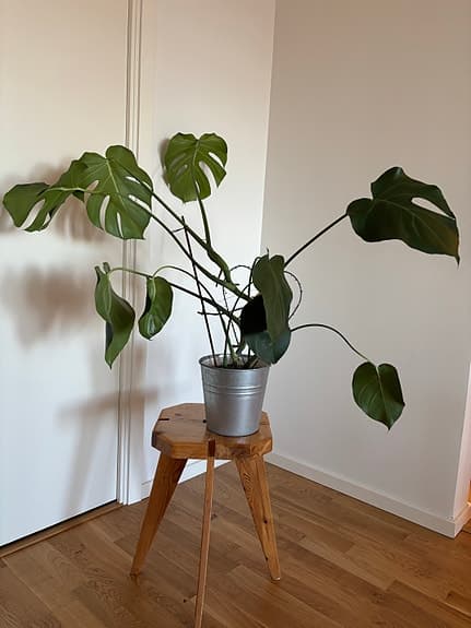 Monstera deliciosa krukväxt grön