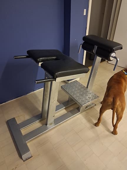 Bicepscurl , Ryggbänk