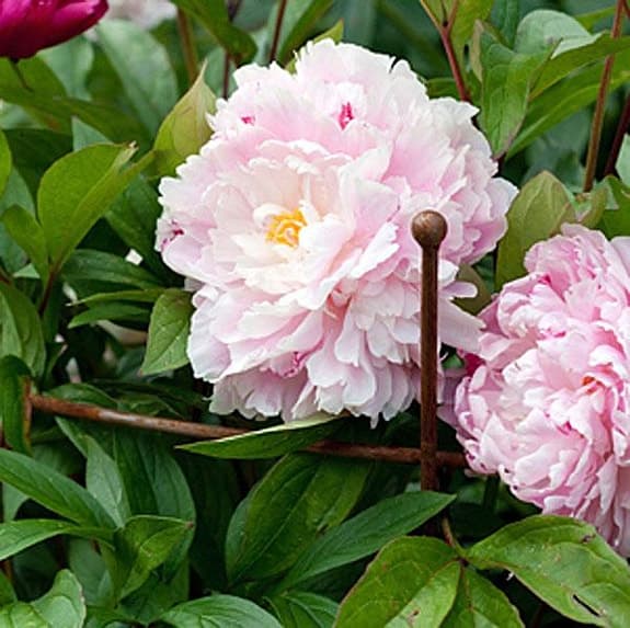 Växtstöd Pion,  från EldGarden