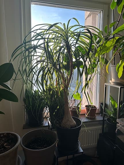 Stora gröna växter
