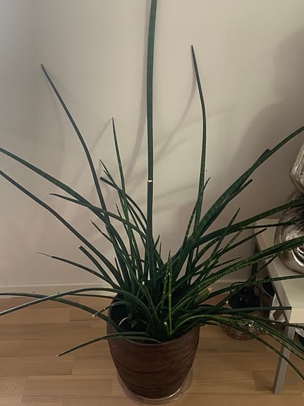 Stor Krukväxt sansevieria cylindrica grön