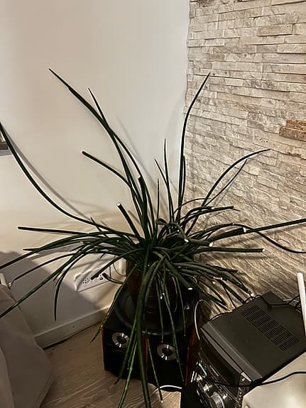 Stor Krukväxt sansevieria cylindrica grön