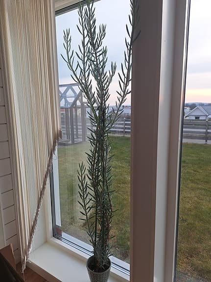 Stor växt runt 160 cm hög