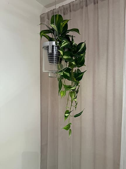 Konstväxt med kruka