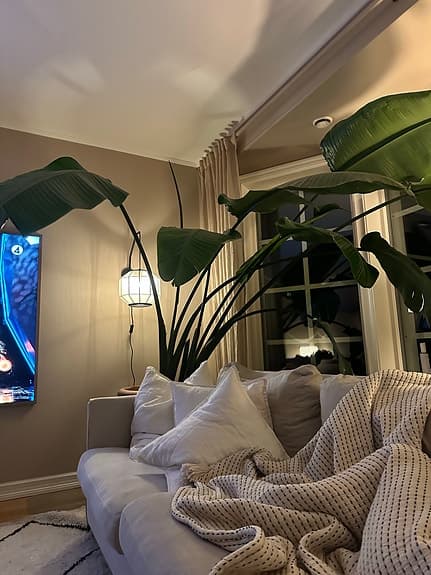 Strelitzia nicolai krukväxt stor grön